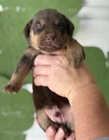 Mismark Chocolate, a male Labrador Retriever for sale in Jerico Springs, MO – Photo 1 of 5
