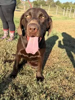 Spencer, a male Labrador Retriever for sale in Jerico Springs, MO – 3 of 4