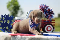 Gold Collar, a female Labrador Retriever for sale in Jerico Springs, MO – 4 of 5
