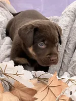 Lane (Mismark Chocolate) , a male Labrador Retriever for sale in Jerico Springs, MO – 3 of 6