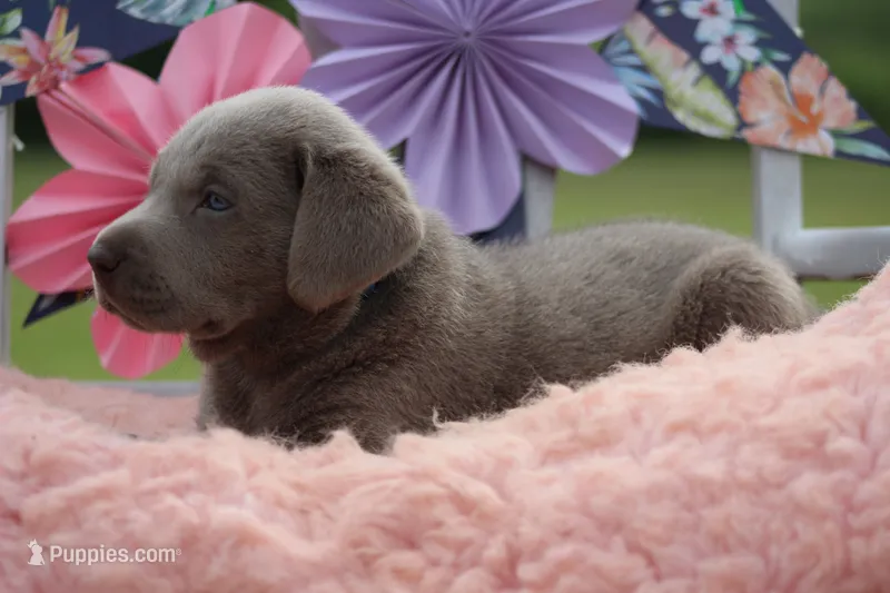 Duke – Labrador Retriever puppy for sale in Jerico Springs, MO