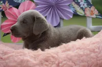 Duke, a male Labrador Retriever for sale in Jerico Springs, MO – 4 of 4