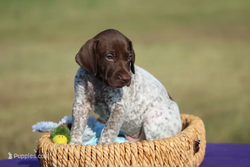 Max – German Shorthaired Pointer puppy for sale in Jerico Springs, MO