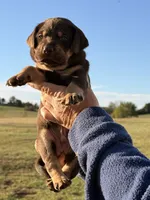 Mismark Male, a male Labrador Retriever for sale in Jerico Springs, MO – 5 of 7