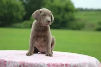 Yellow Collar, a female Labrador Retriever for sale in Jerico Springs, MO – 4 of 5