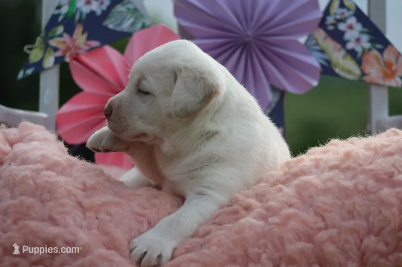 Sammy – Labrador Retriever puppy for sale in Jerico Springs, MO
