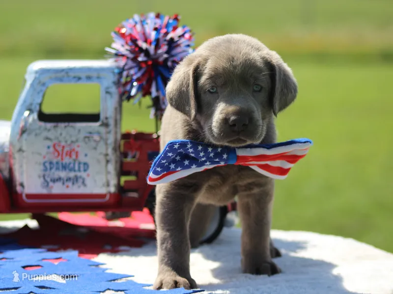 Yellow Collar – Labrador Retriever puppy for sale in Jerico Springs, MO