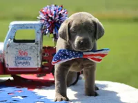 Yellow Collar, a male Labrador Retriever for sale in Jerico Springs, MO – 1 of 4