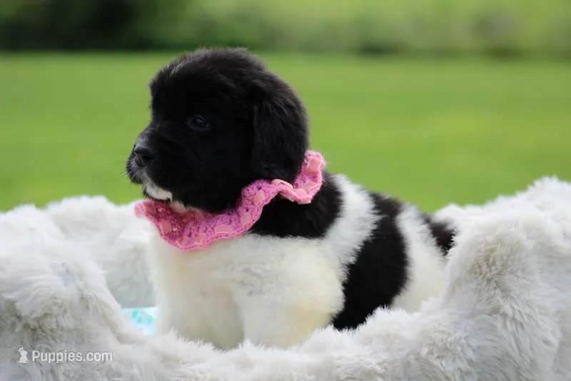 White and black Male – Newfoundland puppy for sale in Jerico Springs, MO