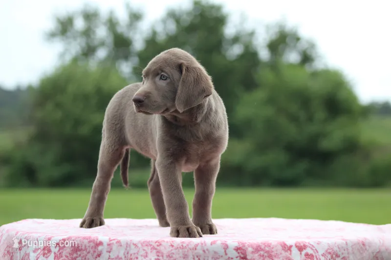 Blue collar – Labrador Retriever puppy for sale in Jerico Springs, MO
