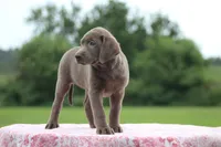 Blue collar, a female Labrador Retriever for sale in Jerico Springs, MO – 1 of 6