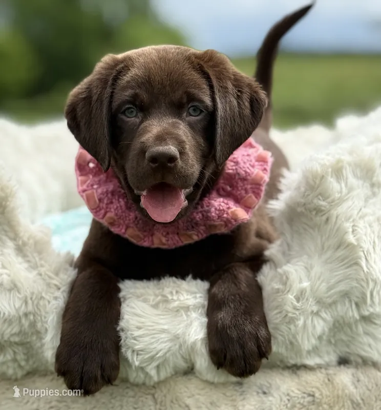 Brendan – Labrador Retriever puppy for sale in Jerico Springs, MO