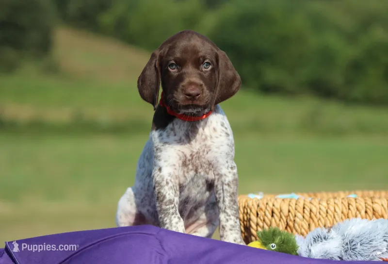 Nelly – German Shorthaired Pointer puppy for sale in Jerico Springs, MO