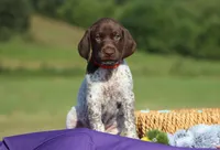 Nelly, a female German Shorthaired Pointer for sale in Jerico Springs, MO – 1 of 5
