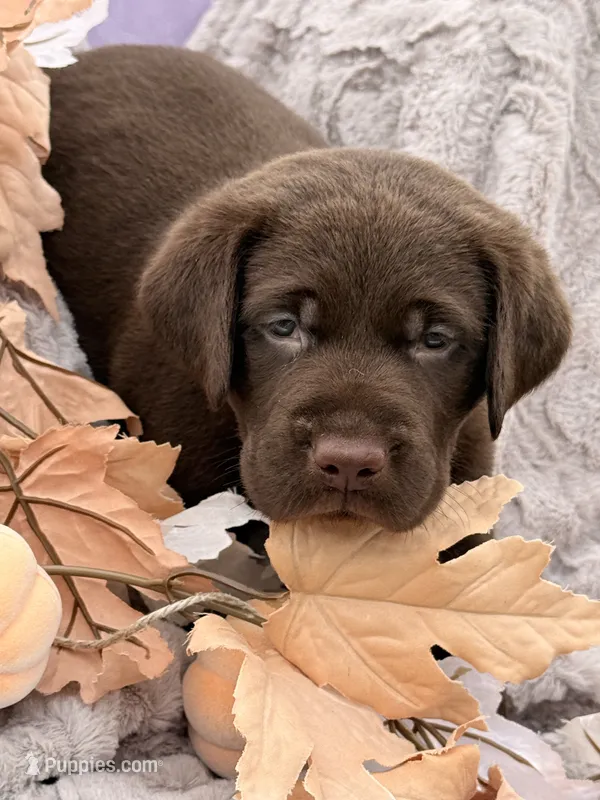 Lyle – Labrador Retriever puppy for sale in Jerico Springs, MO