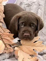 Lyle, a male Labrador Retriever for sale in Jerico Springs, MO – 1 of 6