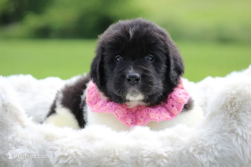 White and black Male – Newfoundland puppy for sale in Jerico Springs, MO