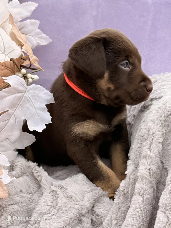 Lane (Mismark Chocolate)  – Labrador Retriever puppy for sale in Jerico Springs, MO