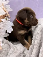 Lane (Mismark Chocolate) , a male Labrador Retriever for sale in Jerico Springs, MO – 1 of 6