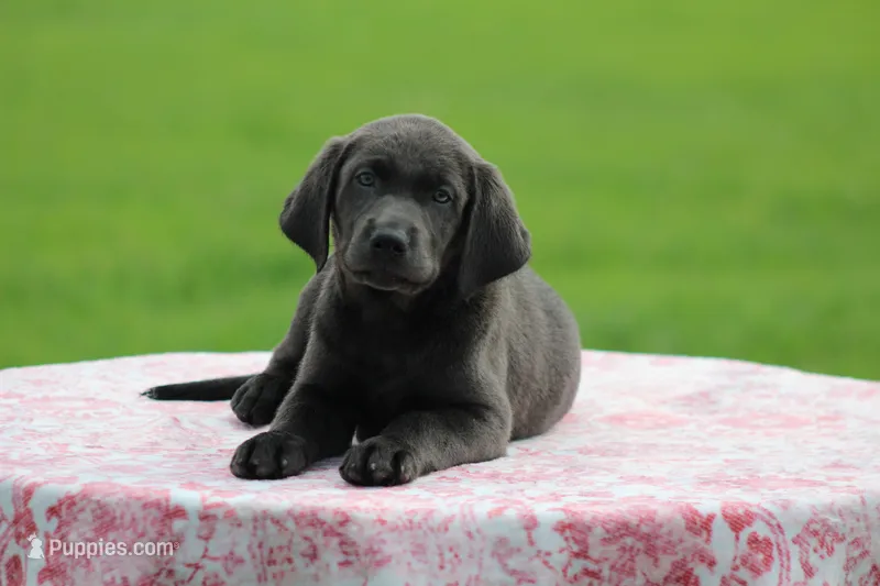 Charcoal Female Purple Collar – Labrador Retriever puppy for sale in Jerico Springs, MO