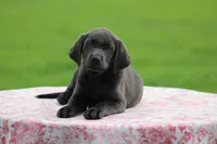 Charcoal Female Purple Collar, a female Labrador Retriever for sale in Jerico Springs, MO – 5 of 5