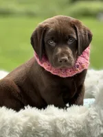 Brendan, a male Labrador Retriever for sale in Jerico Springs, MO – 2 of 8