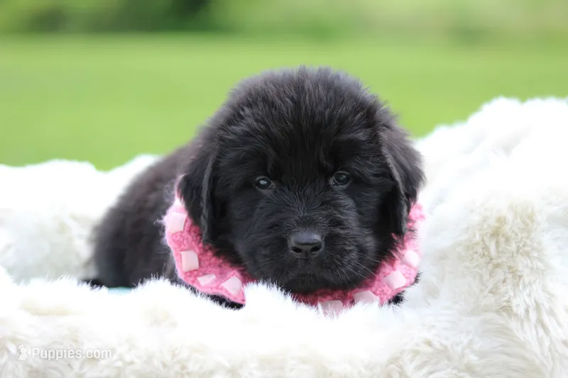 Black Female – Newfoundland puppy on hold in Jerico Springs, MO