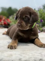 Neon Mismark Female, a female Labrador Retriever for sale in Jerico Springs, MO – 3 of 9