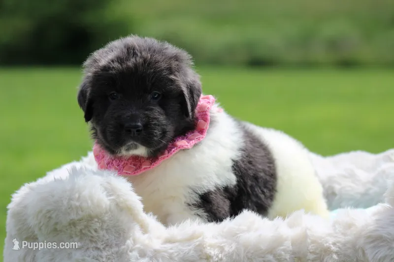 White and gray Male – Newfoundland puppy for sale in Jerico Springs, MO