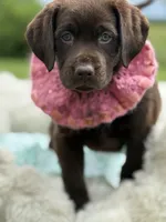 Bria, a female Labrador Retriever for sale in Jerico Springs, MO – 4 of 8