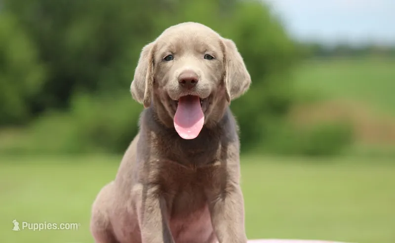 Gold Collar – Labrador Retriever puppy for sale in Jerico Springs, MO