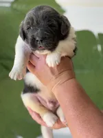 White and gray Male, a male Newfoundland for sale in Jerico Springs, MO – 1 of 7