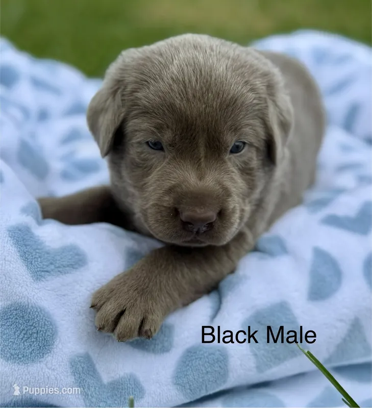 Silver Male – Labrador Retriever puppy for sale in Jerico Springs, MO