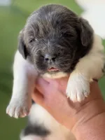 White and gray Male, a male Newfoundland for sale in Jerico Springs, MO – 3 of 7