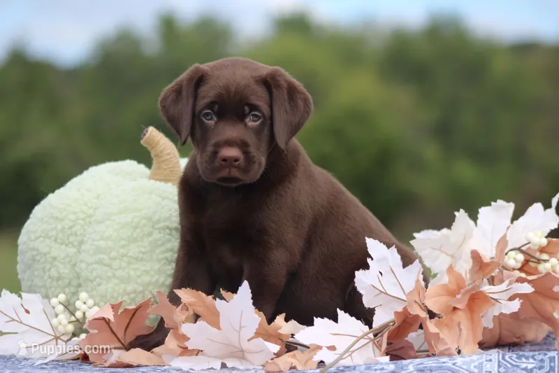 Dante – Labrador Retriever puppy for sale in Jerico Springs, MO