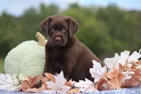 Dante, a male Labrador Retriever for sale in Jerico Springs, MO – 3 of 5