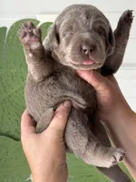 Silver lab female, a female Labrador Retriever for sale in Jerico Springs, MO – Photo 3 of 5