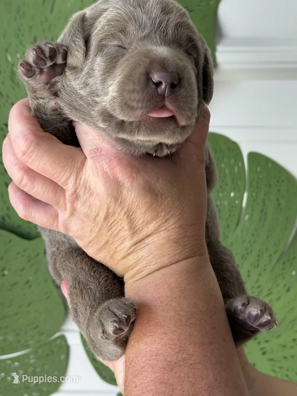 Silver lab female – Labrador Retriever puppy for sale in Jerico Springs, MO