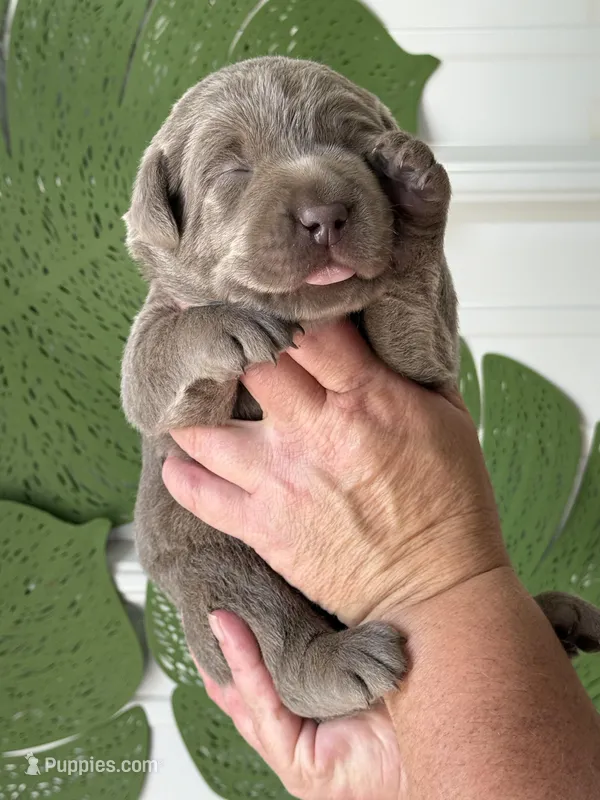 Silver lab female – Labrador Retriever puppy for sale in Jerico Springs, MO