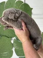 Silver lab female, a female Labrador Retriever for sale in Jerico Springs, MO – Photo 5 of 5