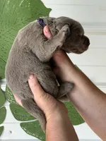 Silver lab female, a female Labrador Retriever for sale in Jerico Springs, MO – Photo 4 of 5