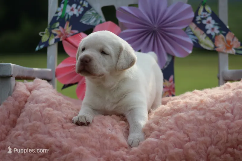 Sammy – Labrador Retriever puppy for sale in Jerico Springs, MO