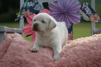 Sammy, a female Labrador Retriever for sale in Jerico Springs, MO – 5 of 5