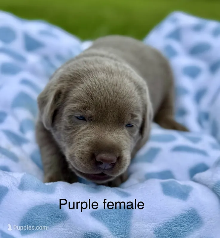 Silver Female – Labrador Retriever puppy for sale in Jerico Springs, MO