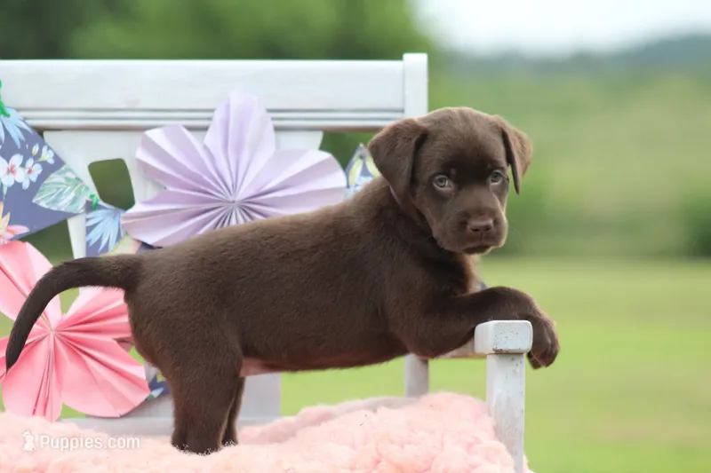 Greta – Labrador Retriever puppy for sale in Jerico Springs, MO
