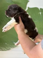 Brown and white Male, a male Newfoundland for sale in Jerico Springs, MO – 4 of 5