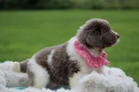 Beige and white Female, a female Newfoundland for sale in Jerico Springs, MO – 2 of 4