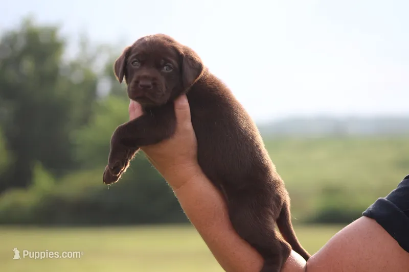 Greta – Labrador Retriever puppy for sale in Jerico Springs, MO