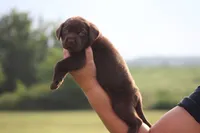 Greta, a female Labrador Retriever for sale in Jerico Springs, MO – 4 of 4