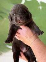 Brown Male, a male Newfoundland for sale in Jerico Springs, MO – 5 of 5